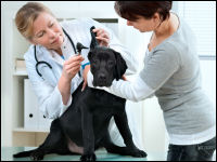 Krankenversicherung für Hunde deckt Tierarztkosten