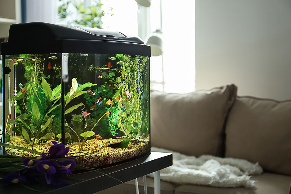 aquarium sparen bei der Heizung aquarium energiekosten sparen