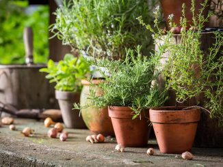 kuechenkraeuter fensterbank