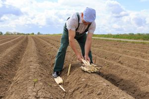 © juefraphoto - Fotolia.com Nebenjob als Erntehelfer