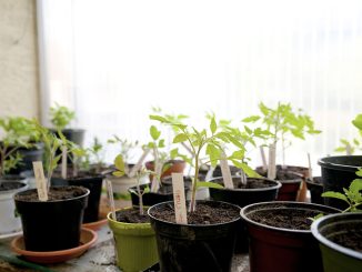 Pflanzen vorziehen fuer die eigene Ernte