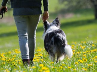 Tierhalterhaftpflicht Versicherung
